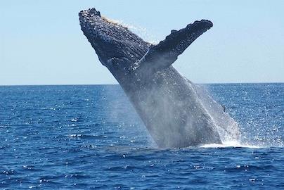baleines-au-costa-rica-ou-et-quand-les-observer-