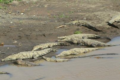 crocodiles-costa-rica