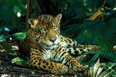 jaguar-costa-rica