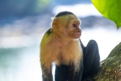 les-singes-au-costa-rica