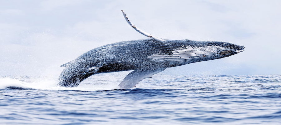 Baleine à bosse au costa rica