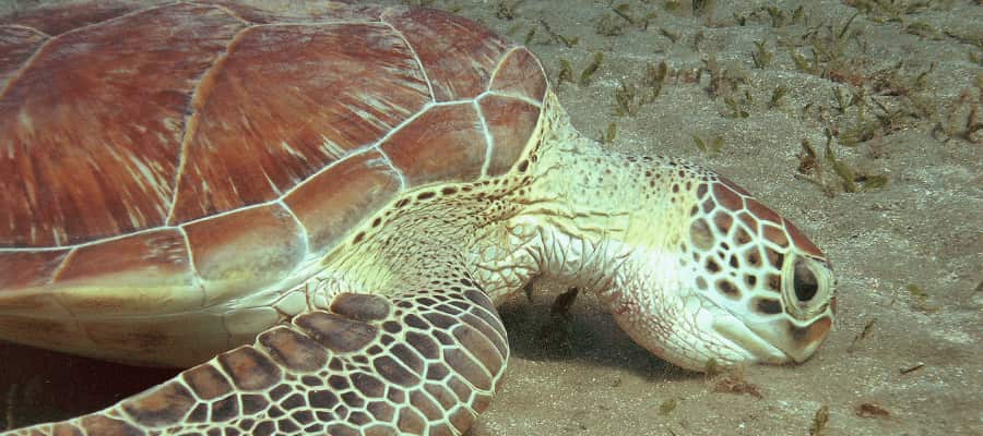 La  tortue Caret ou imbriquée (Eretmochelys imbricata)