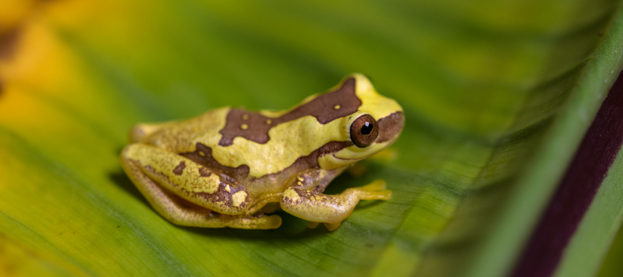 La grenouille Hourglass Tree au Costa Rica dans la foret 