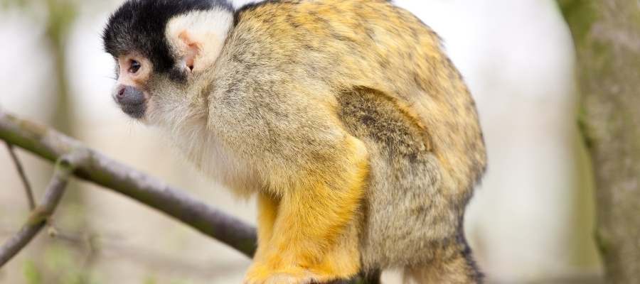 Le singe écureuil Costa Rica