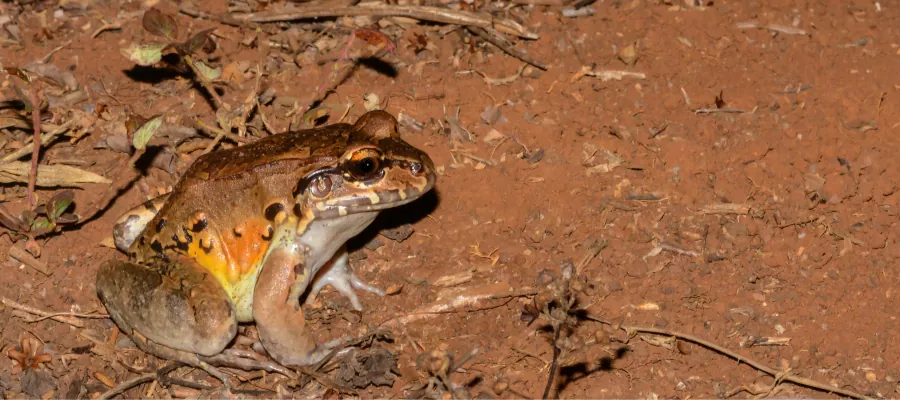 Une grenouille sosie de Kermit la grenouille découverte au Costa