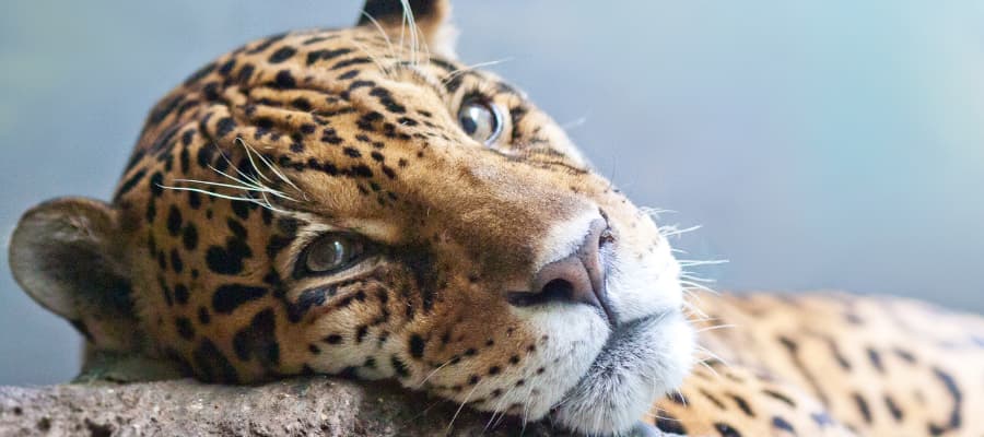 Organismes de défense des jaguars au Costa Rica