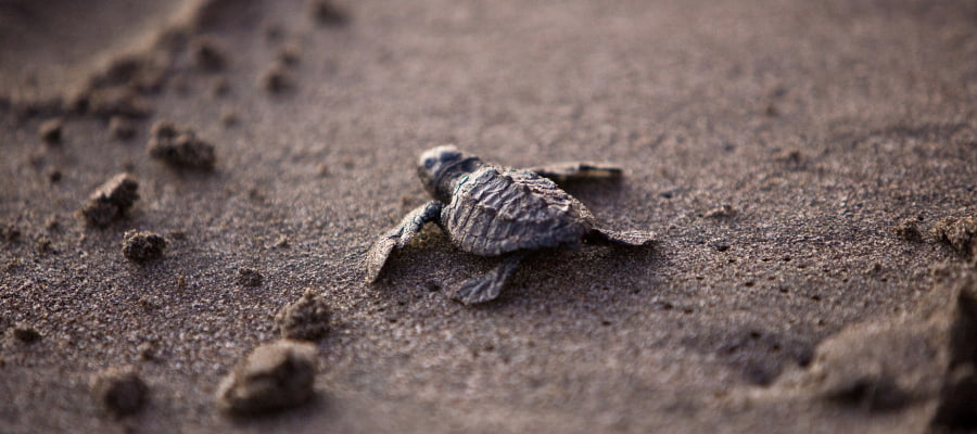 libération de bébé tortue au village ojochal au costa rica 