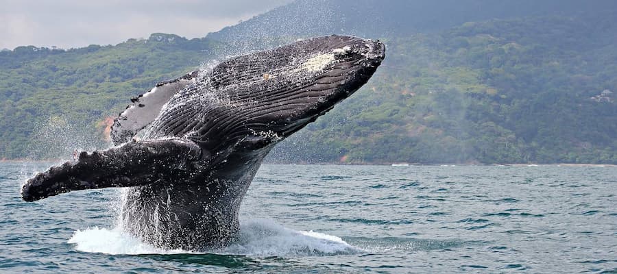 les baleines à Uvita costa rica 